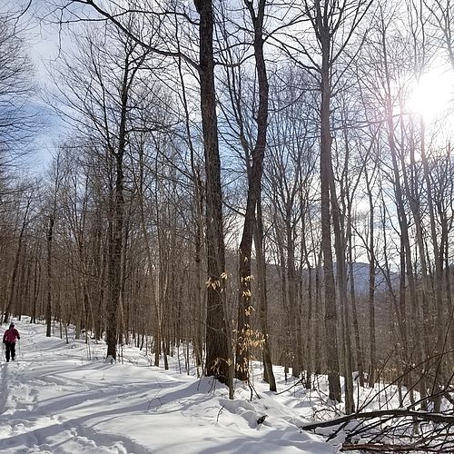 Skier descends a ski trail through the woods in the sunshine