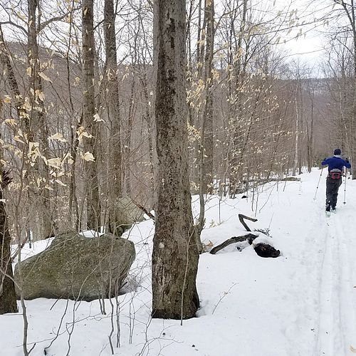 Skier follows ski tracks in the woods