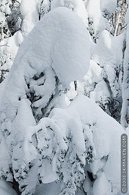 Fresh Vermont snow; all you can eat!