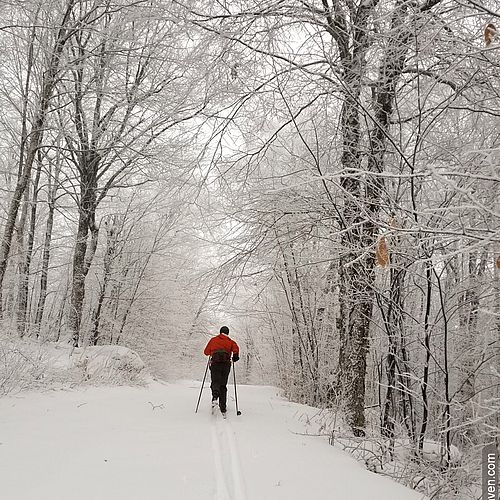 Photo of a Nordic skier skiing away surrounded by frosty trees