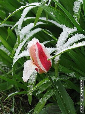 Late-April snow in Vermont.