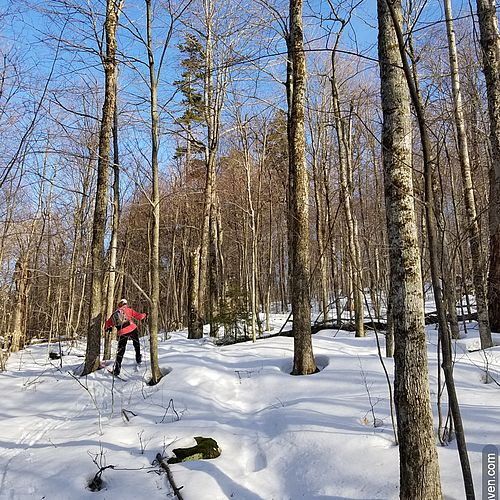 Photo of a skier moving through the woods with blue sky